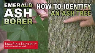 Ash Trees Identification and Care Tips [upl. by Leigh992]