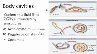 1326 Body Cavities  Acoelomates Pseudocoelomates and [upl. by Kcirdneh930]