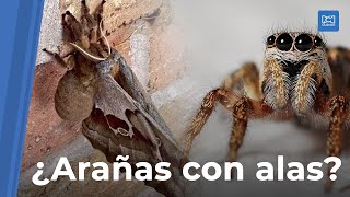 Tarántula con alas ¿verdad o mito [upl. by Sawtelle]