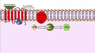 Theophylline  Mechanism of Action [upl. by Haggar]