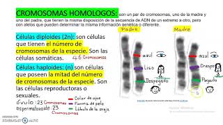 CROMOSOMAS HOMÓLOGOS [upl. by Esinad]