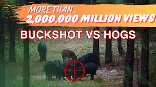 Buckshot vs HOGS  Population Control with 2 Shotguns [upl. by Sweeney]