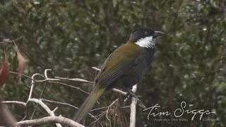 Eastern Whipbird call Psophodes olivaceus HD Video clip 12 Tim Siggs ABVC [upl. by Akenaj934]