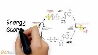 ATP Phosphocreatine System Overview V20 [upl. by Nasia]