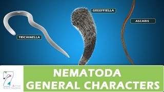 Nematoda General Characters [upl. by Tiernan]