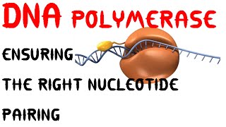 DNA polymerization  nucleotide addition during DNA synthesis [upl. by Valerian]