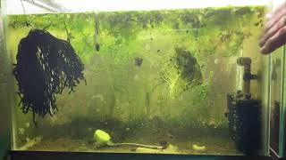 Scuds Daphnia Cherry Shrimp Copepods My aquatic food culture [upl. by Oringas]