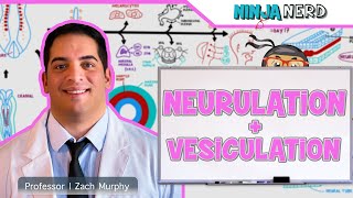 Embryology  Neurulation Vesiculation Neural Crest Cell Migration [upl. by Htabazile]