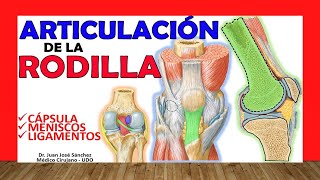 🥇 ARTICULACION DE LA RODILLA ¡Explicación Sencilla [upl. by Sherie]