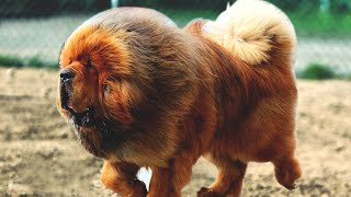 The Powerful Massive Defender  Tibetan Mastiff [upl. by Llenahs576]