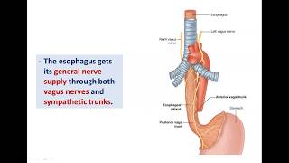 Surgery and the Esophagus  What does minimally invasive mean  Dr Jay Moon Le [upl. by Kado869]