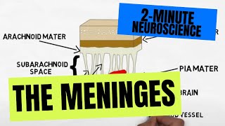 2Minute Neuroscience The Meninges [upl. by Ahteral]