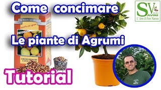 Come concimare le piante Agrumi [upl. by Gasparo]