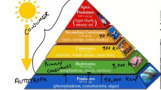 Energy Pyramid [upl. by Roosnam904]