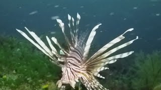 How Florida is handling invasive lionfish [upl. by Fine]