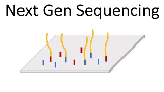 Next Generation Sequencing Illumina  An Introduction [upl. by Akilat806]