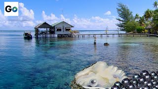 Oysters with Pearls in Blue Lagoon  French Polynesia  Green Paradise [upl. by Niamor585]