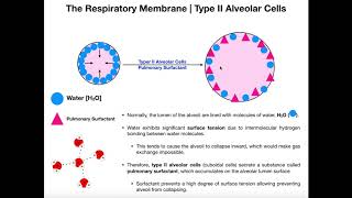 Type II Alveolar Cells  Pulmonary Surfactant [upl. by Adnat817]