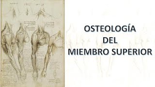 Osteología del miembro superior [upl. by Bertram]