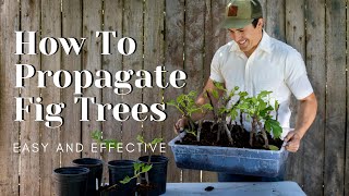 How to Propagate Fig Trees Easy and Effective [upl. by Earehc]