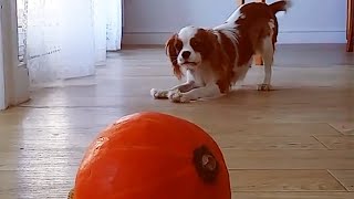 Blenheim and Ruby Cavalier King Charles Spaniel Playing and Barking  Tricolor King Charles Cavalier [upl. by Ahseneuq397]