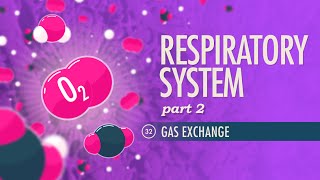 Respiratory System Part 2 Crash Course Anatomy amp Physiology 32 [upl. by Katya]