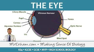 Eye anatomy amp function 👀  Easy science lesson [upl. by Nallak181]