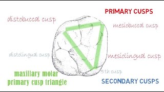 Permanent Maxillary 1st molar  Part 2 occlusal aspect [upl. by Nolrah]