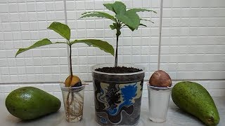 HOW TO GROW AVOCADO TREE FROM SEED [upl. by Ihsorih175]