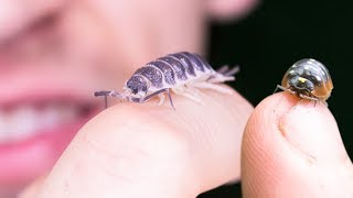 These Isopods are AWESOME [upl. by Donavon231]