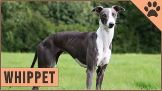 Whippet Dog Breed Information [upl. by Latsyrk]