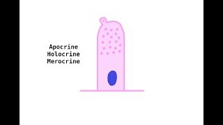 Apocrine Holocrine Merocrine glands [upl. by Bilski]