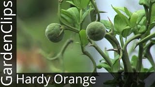 Hardy Orange  Poncirus trifoliata  An unusual hardy flowering citrus with wicked barrier thorns [upl. by Daigle]