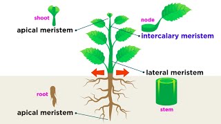 Stem cells  properties metabolism and clinical usage [upl. by Panchito]