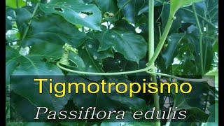 Fitomecánica Tigmotropismo  Passiflora edulis [upl. by Alvina468]