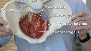 Pelvic floor muscles [upl. by Garate431]