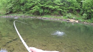 RIVER FISHING for Trout Bass amp Sunfish [upl. by Rialc780]