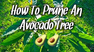 How To Prune An Avocado Tree [upl. by Hershel]