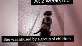 Abused kitten dies mother reacts to her dead body RIP Lucy [upl. by Combes]