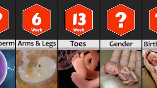 Pregnancy Week by Week Baby Development from 0 to 9 Months [upl. by Fawnia]