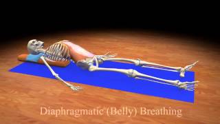 Diaphragmatic Belly Breathing [upl. by Emmeram]