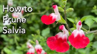 How and When to Prune Three Types of Salvias  including Leucantha and Hot Lips [upl. by Graubert498]