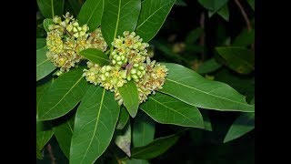 Umbellularia californica California bay [upl. by Yanat211]