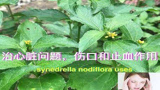 每天看到”金腰箭”，想不到在传统的加纳医学中拿它治疗癫痫！synedrella nodiflora uses（Horseherb）。Kegunaan Jotang Kuda [upl. by Chevalier]