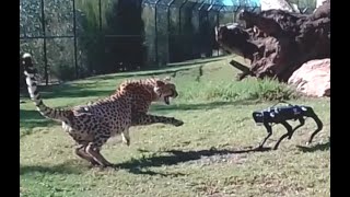 Cheetah vs Robodog  Zoo Robot Research testing world 1st  Sydney Behind the scenes [upl. by Fineman]