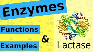 What are Enzymes amp How Do They Work [upl. by Hedi]