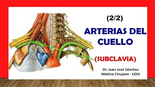 🥇 ARTERIA SUBCLAVIA Y SUS RAMAS ¡Fácil y Sencillo [upl. by Calendre]