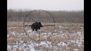 Wild Boar huntingBattue aux sangliersSchwarzwild drückjagd [upl. by Neesay317]