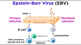 Mononucleosis EpsteinBarr Virus [upl. by Nedarb]