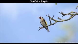 Distelfink  Stieglitz mit Gesang  European goldfinch singing  Carduelis carduelis 1080p HD [upl. by Freiman547]